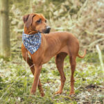 Wrendale deigns pet bandana medium large llifestyle