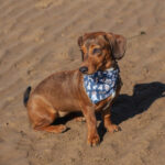 Wrendale deigns pet bandana small lifestyle